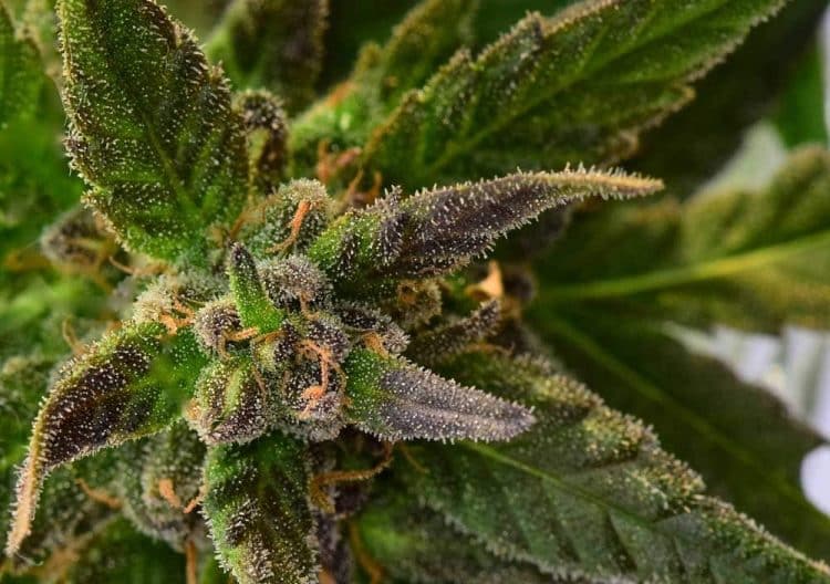 The Medical Uses of CBDA, an Unsung Sentinel of Humankind