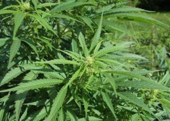 CONGRESSIONAL COMMITTEE DEBATES CANNABIS POLICY