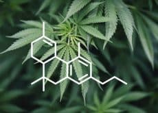 THCP – 33 Times Stronger than THC?