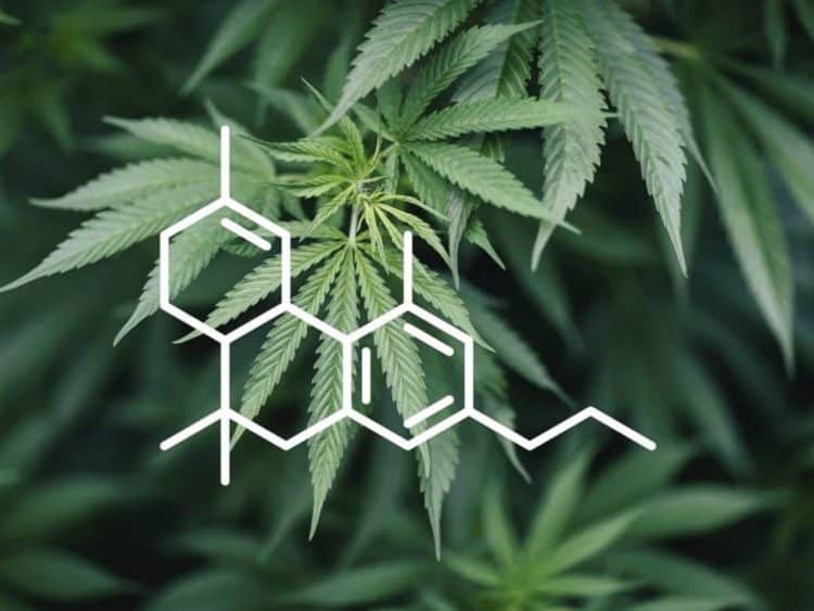 THCP – 33 Times Stronger than THC?