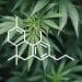 THCP – 33 Times Stronger than THC?