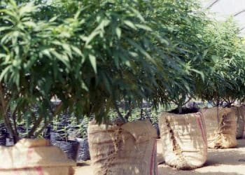 MGO and ELLO Honor Companies, Organizations and Individuals that Made a Positive Impact on the Cannabis and Hemp Sectors