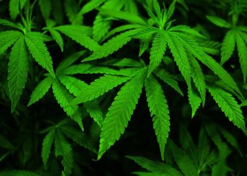 Cannabis Industry Groups Urge Chairman of Senate Banking Committee to Advance House-approved Cannabis Banking Bill