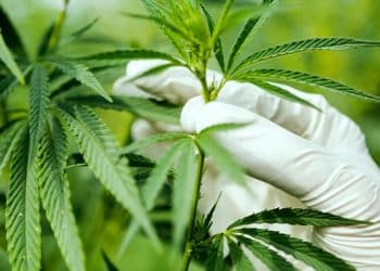 CONGRESS SHOULD MAKE CANNABIS RESEARCH LESS CUMBERSOME, APA TESTIFIES