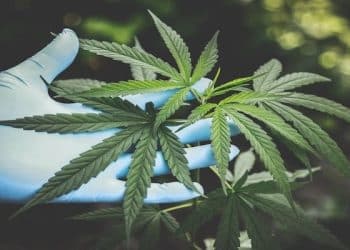 Evielab Launches First Solid CBD/CBG Sublingual Micropearls