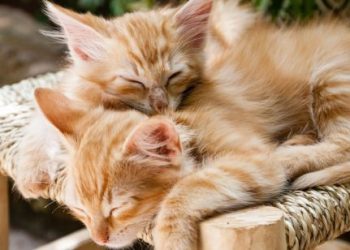 New Research Sponsored by RestoraPet Forecasts the Pet CBD Market Will Grow Faster than the Overall CBD Market