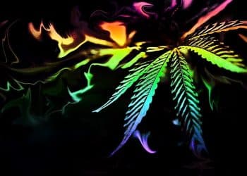 Production Scale Chromatography for Purification of Cannabis Extracts