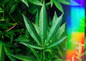 Tech-Forward Cannabis Brand Full Spec Launches Single Source Live Resin