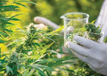 A Systematic Review of the Current Data on the THC:CBD Ratio