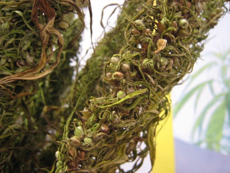 Down to the Last Drop: Squeezing Out More Oil from Industrial Hemp