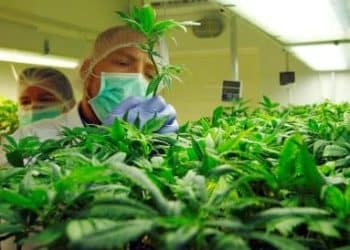 B Real, Multi-Platinum Artist, Actor and Founder of Dr. Greenthumb’s Dispensaries Announces Brand Partnership with Grenco Science