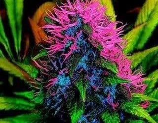 The Conundrum of Acetone in Hemp and Cannabis Products: Part 2, the Likeliest of Suspects