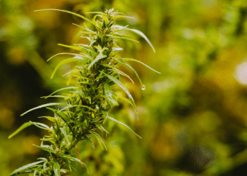 CBDistillery™ Launches Discount Program for Healthcare Heroes Battling Coronavirus