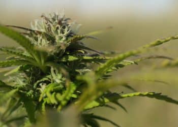 The Conundrum of Acetone in Hemp and Cannabis Products: Part 1, the Terpene to Acetone Theory