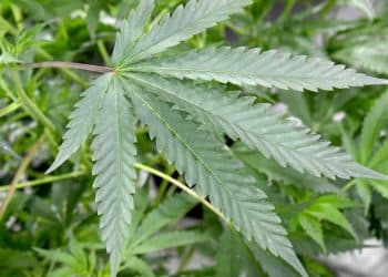 3rd Annual European Workshop on Advancing the Field of Cannabis/Hemp through Standardization