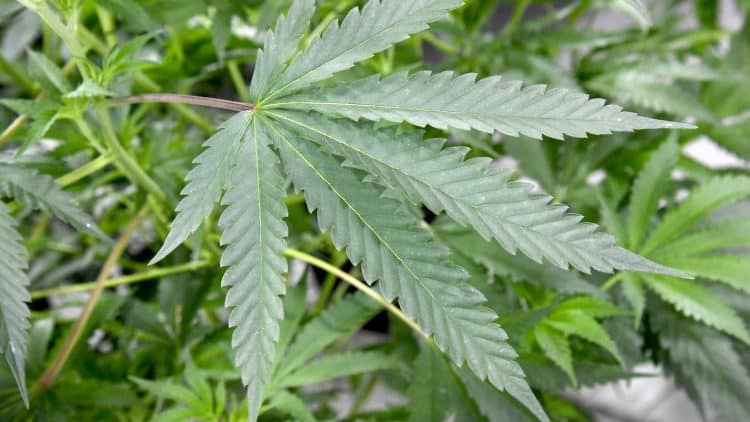 3rd Annual European Workshop on Advancing the Field of Cannabis/Hemp through Standardization