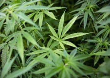 Eybna and CannaSoul, Top Cannabis R&D Firms, join forces to prove a proprietary terpene formulation for treating viral infections via modulation of Cytokine Storm