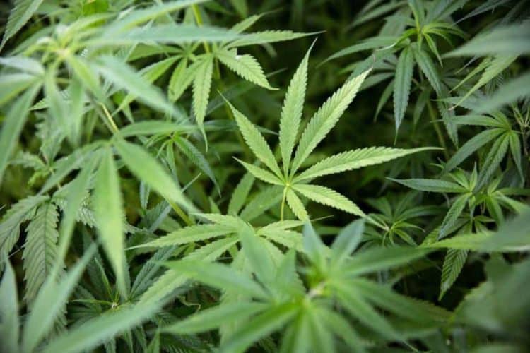 Eybna and CannaSoul, Top Cannabis R&D Firms, join forces to prove a proprietary terpene formulation for treating viral infections via modulation of Cytokine Storm