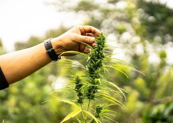 Neptune Wellness Solutions, a Leader in Natural Health Products, and Dr. Jane Goodall, the Legendary Wildlife Conservationist, Develop a New Brand of Plant-Based Forest Remedies™ Products