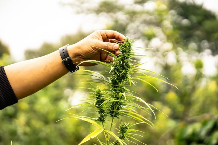 Neptune Wellness Solutions, a Leader in Natural Health Products, and Dr. Jane Goodall, the Legendary Wildlife Conservationist, Develop a New Brand of Plant-Based Forest Remedies™ Products