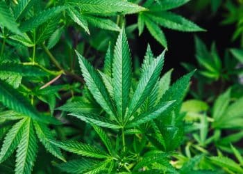 CALL FOR PRESENTATIONS – WORKSHOP