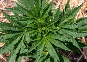 Isolating Cannabinoids via Supercritical Fluid Chromatography