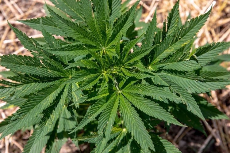 Isolating Cannabinoids via Supercritical Fluid Chromatography