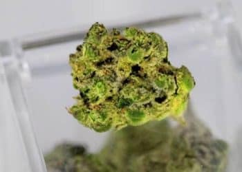 National Cannabis Industry Association Calls for Removal of DEA from Research Approval Process