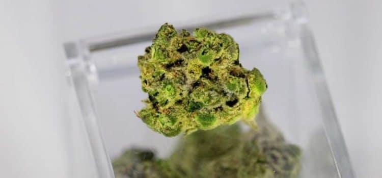 National Cannabis Industry Association Calls for Removal of DEA from Research Approval Process