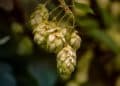 Hop vs Cannabis Extraction