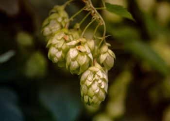 Hop vs Cannabis Extraction