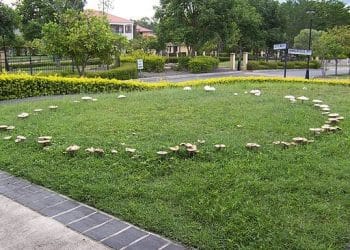 Medicinal Mushrooms and Their Extraction, Chapter 1