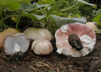 Extracting Medicinal Mushrooms, Chapter 2: Supercritical CO2 Extraction