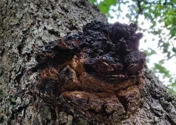 Extracting Medicinal Mushrooms, Chapter 3: Water Extraction