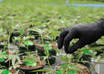 ACS Laboratory Announces Certification from Florida Department of Health OMMU to Test Final Product for MMTCs in the State