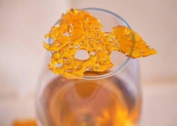 Solvent Polarity & Its Effects on Botanical Extraction