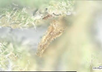 The Big Freeze: Cryogenic Winterization