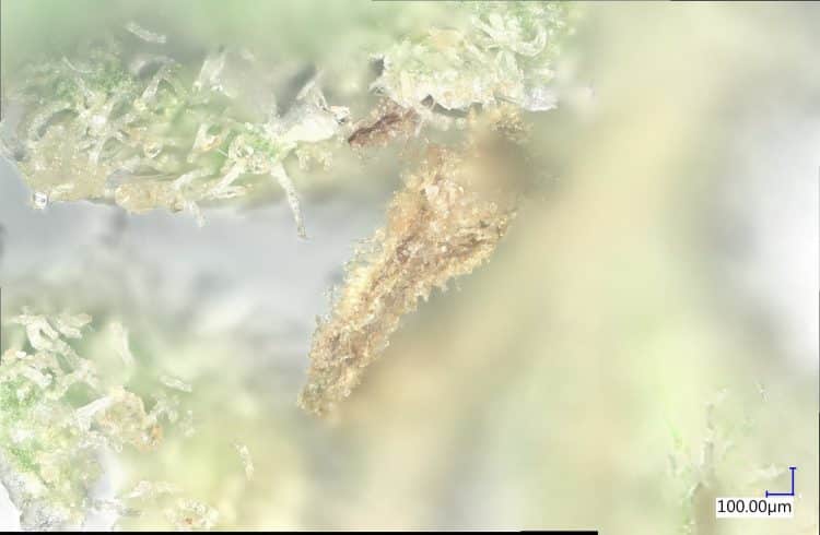 The Big Freeze: Cryogenic Winterization