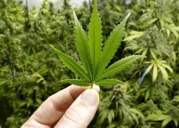 Oregon Secretary of State’s Office Confirms Drug Treatment & Decriminalization Initiative, Backed by Drug Policy Action, will be on the November 2020 Ballot