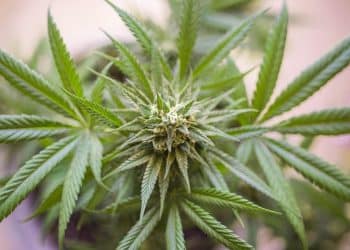 Optimizing Protein Extraction from Cannabis Buds for Proteomics