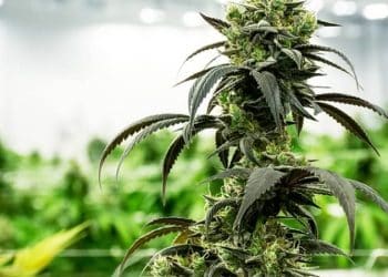 Trulieve Introduces TruKief to its Quality Line of Cannabis Products