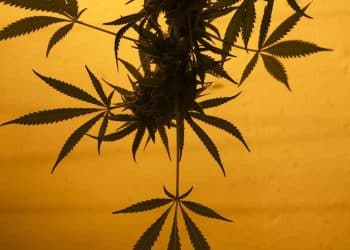 Converting THC to CBN