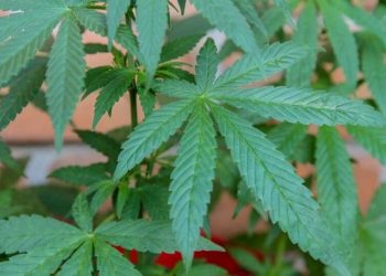 House Roll Call on Amendment Restricting DOJ Interference in Cannabis States