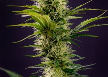 What Role Can Cannabis Flavonoids Play in Skin Care?