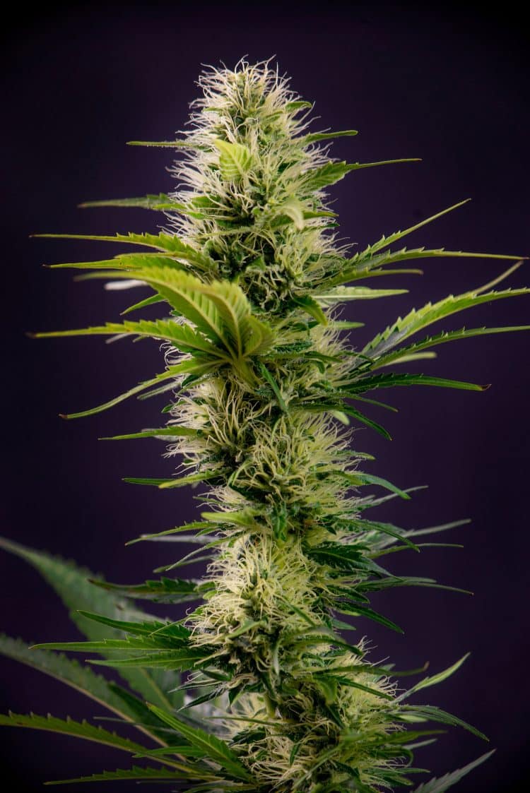 What Role Can Cannabis Flavonoids Play in Skin Care?