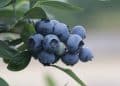 Targeting Phenolic Acids & Flavonoids