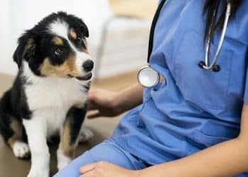 CBD Substantially Improves Atopic Dermatitis Symptoms in Dogs