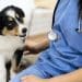 CBD Substantially Improves Atopic Dermatitis Symptoms in Dogs