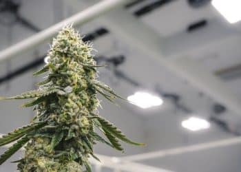 GVB Biopharma Begins Cannabigerol (CBG) Studies to Assess Therapeutic Potential