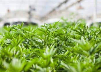 CannaCraft’s Care By Design Hemp to Participate in Industry Leading Study on CBD Safety